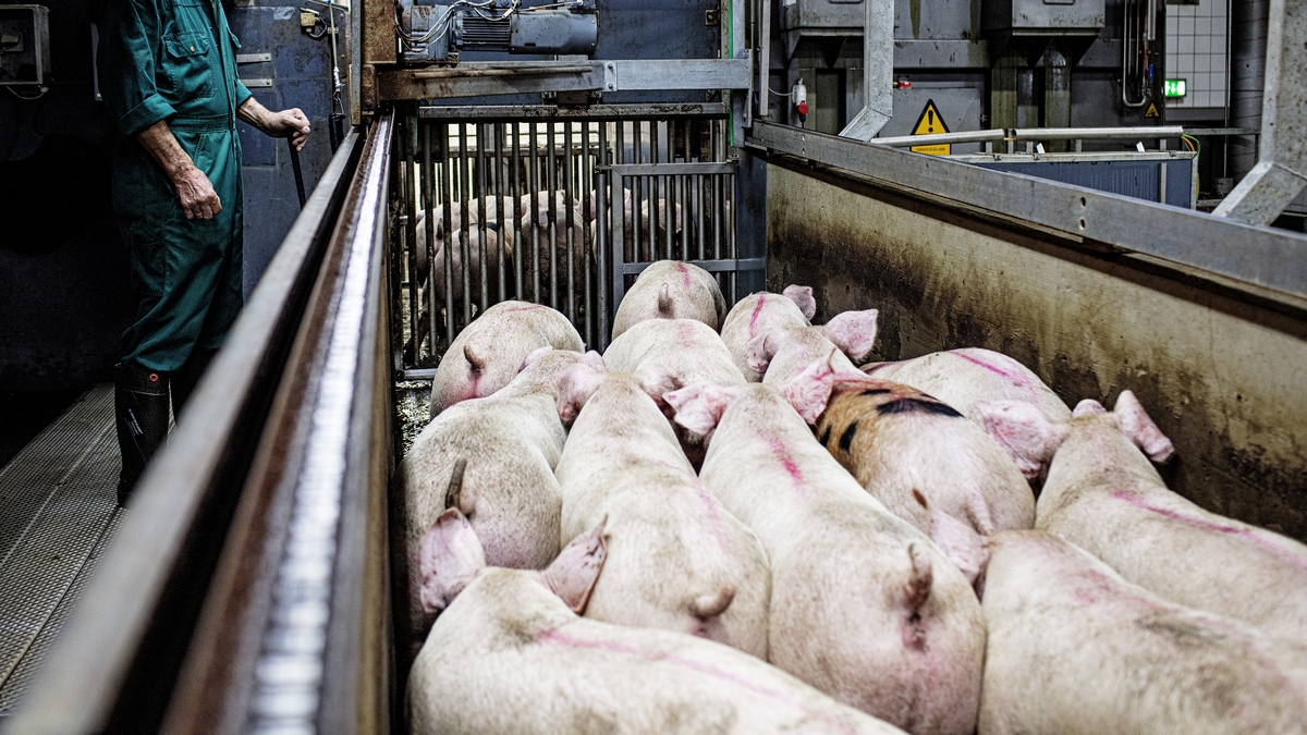 Welfare of pigs being handled, stunned and bled in the slaughterhouse